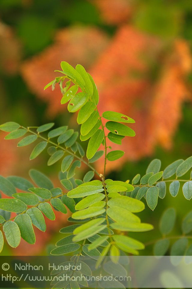 Leaves against a red background.